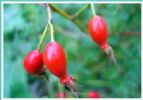 Rose  Hip   Anthocyanin 